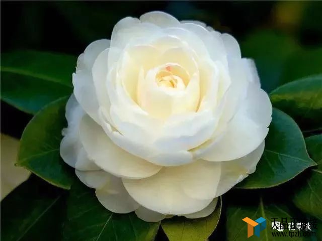 ڼ׼ȷֳ軨̵ļ棿