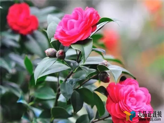 ڼ׼ȷֳ軨̵ļ棿