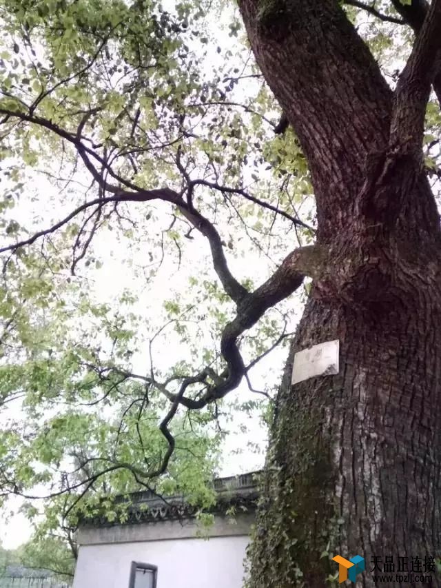 ȥӴ쾮ô顢