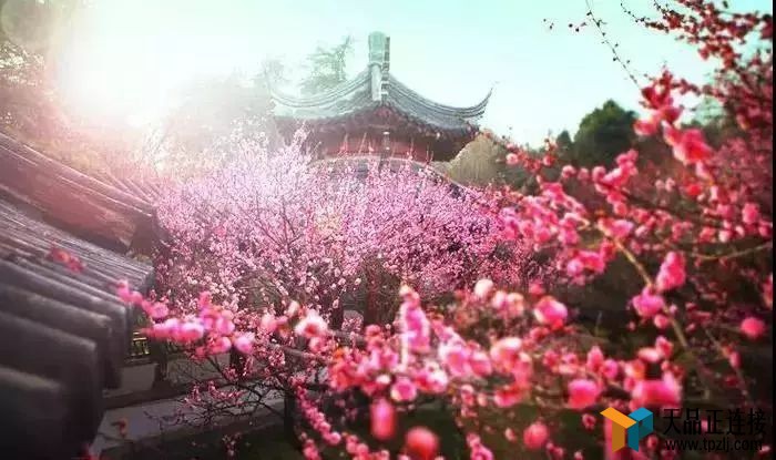 ȥӴ쾮ô顢