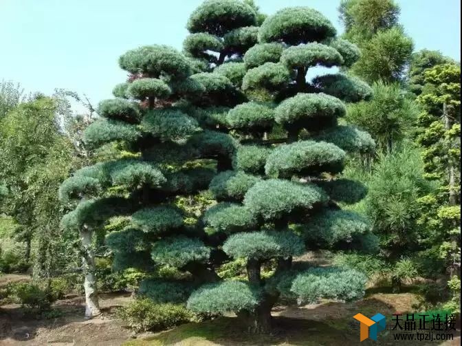 ȥӴ쾮ô顢