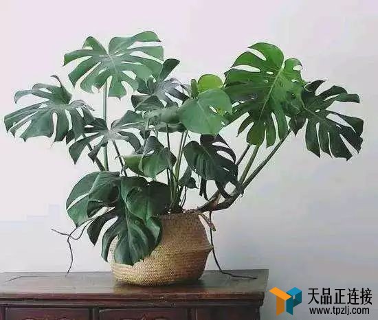 ˼ָȳݶ